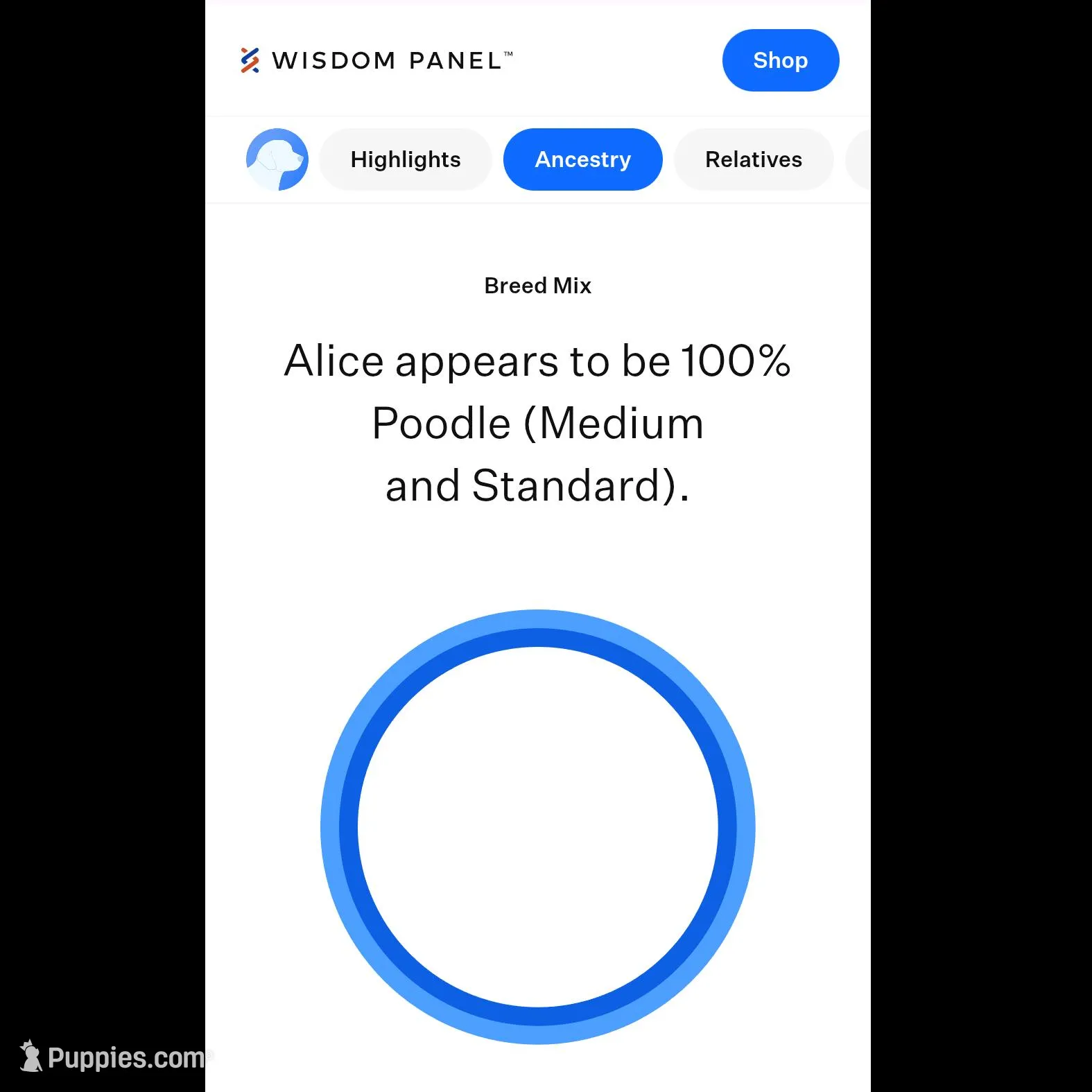 Male 2, a male Aussiedoodle for sale in Wilton, CA – Photo 3 of 7