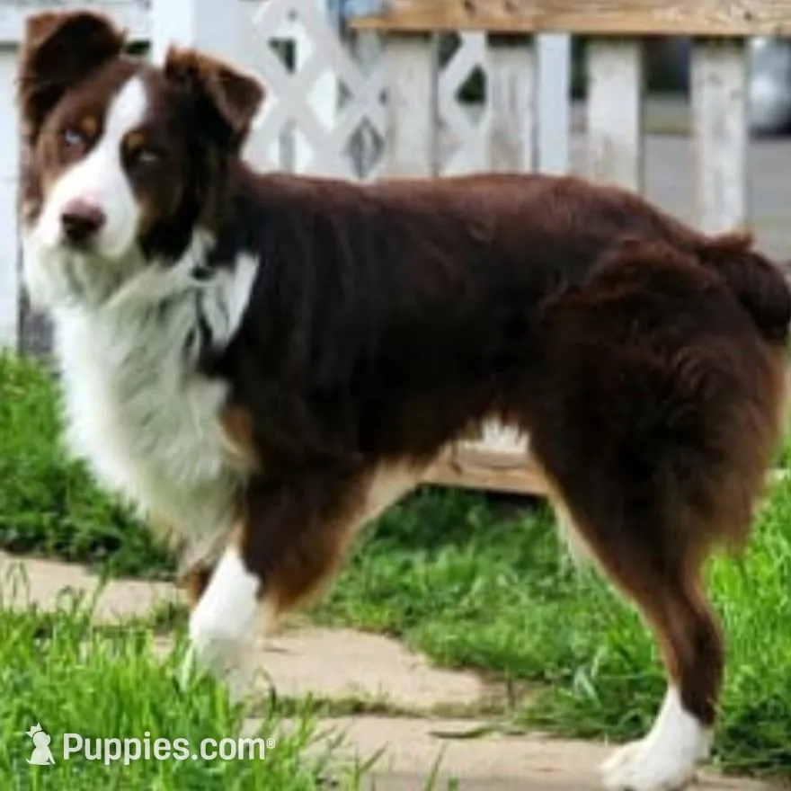 Male 2, a male Aussiedoodle for sale in Wilton, CA – Photo 5 of 7
