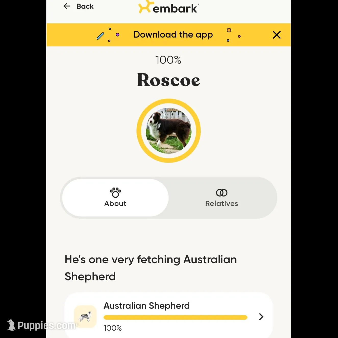 Male 2, a male Aussiedoodle for sale in Wilton, CA – Photo 6 of 7