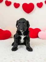 Male 2, a male Aussiedoodle for sale in Wilton, CA – Photo 1 of 7