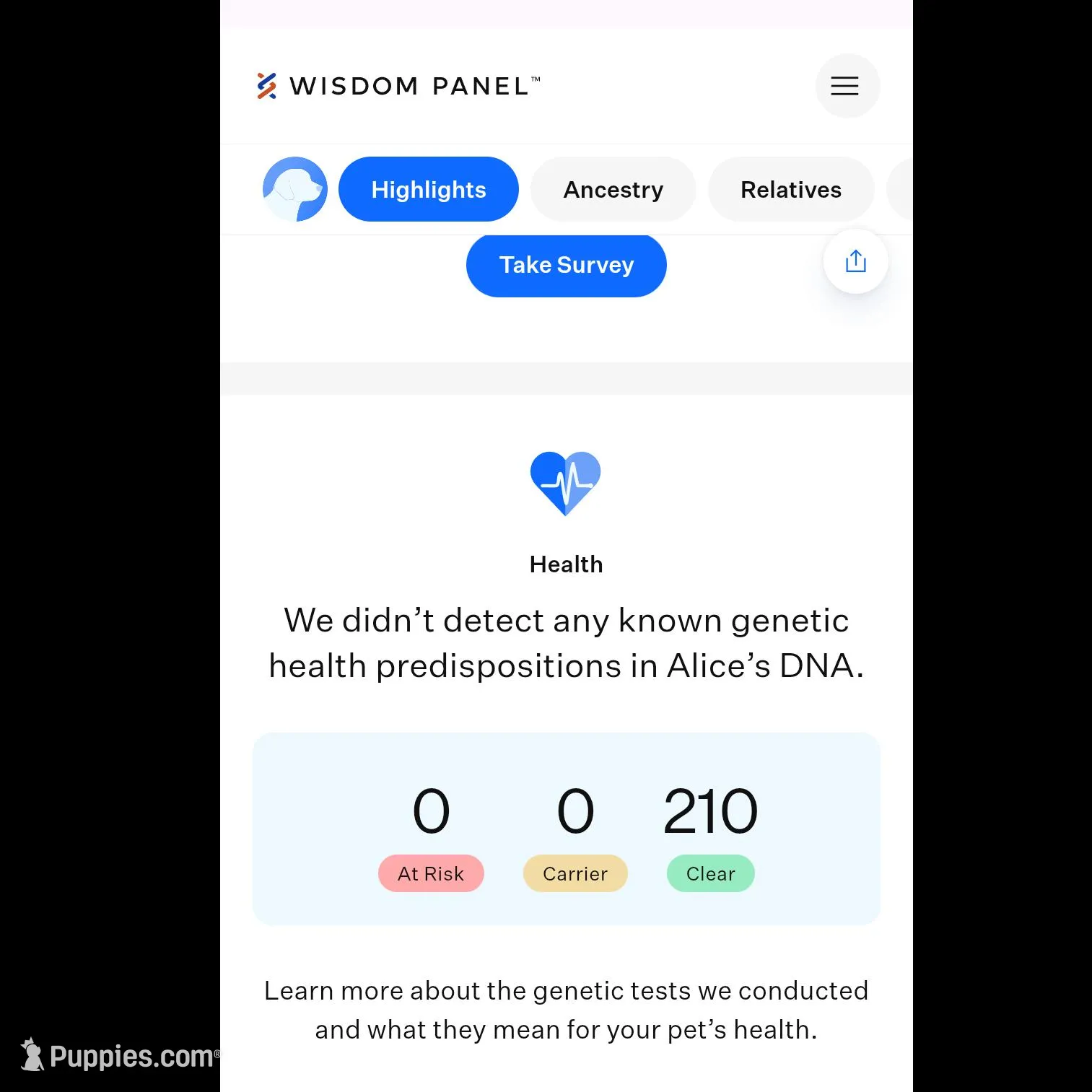 Male 2, a male Aussiedoodle for sale in Wilton, CA – Photo 4 of 7