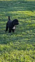 Cooper, a male Aussiedoodle for sale in Wilton, CA – Photo 1 of 3