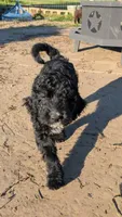 Cooper, a male Aussiedoodle for sale in Wilton, CA – Photo 2 of 3