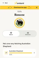 Roscoe, a male Australian Shepherd for sale in Wilton, CA – Photo 4 of 4