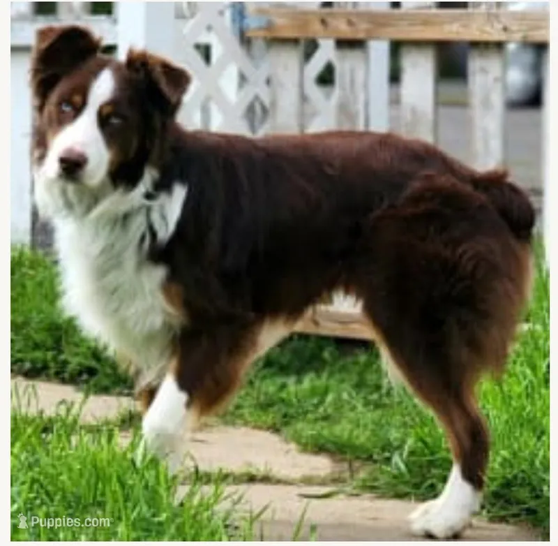 Roscoe – Australian Shepherd puppy for sale in Wilton, CA