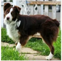 Roscoe, a male Australian Shepherd for sale in Wilton, CA – Photo 1 of 4