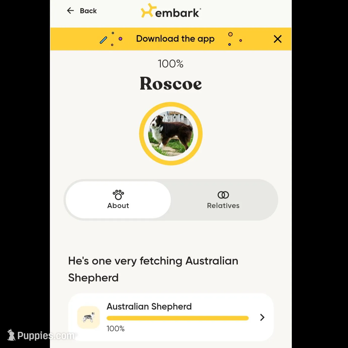 Male 3, a male Aussiedoodle for sale in Wilton, CA – Photo 6 of 7