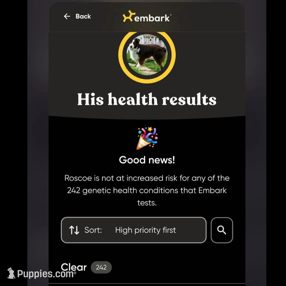 Male 3, a male Aussiedoodle for sale in Wilton, CA – Photo 7 of 7