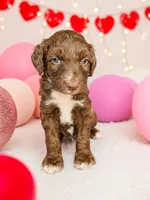 Male 3, a male Aussiedoodle for sale in Wilton, CA – Photo 1 of 7