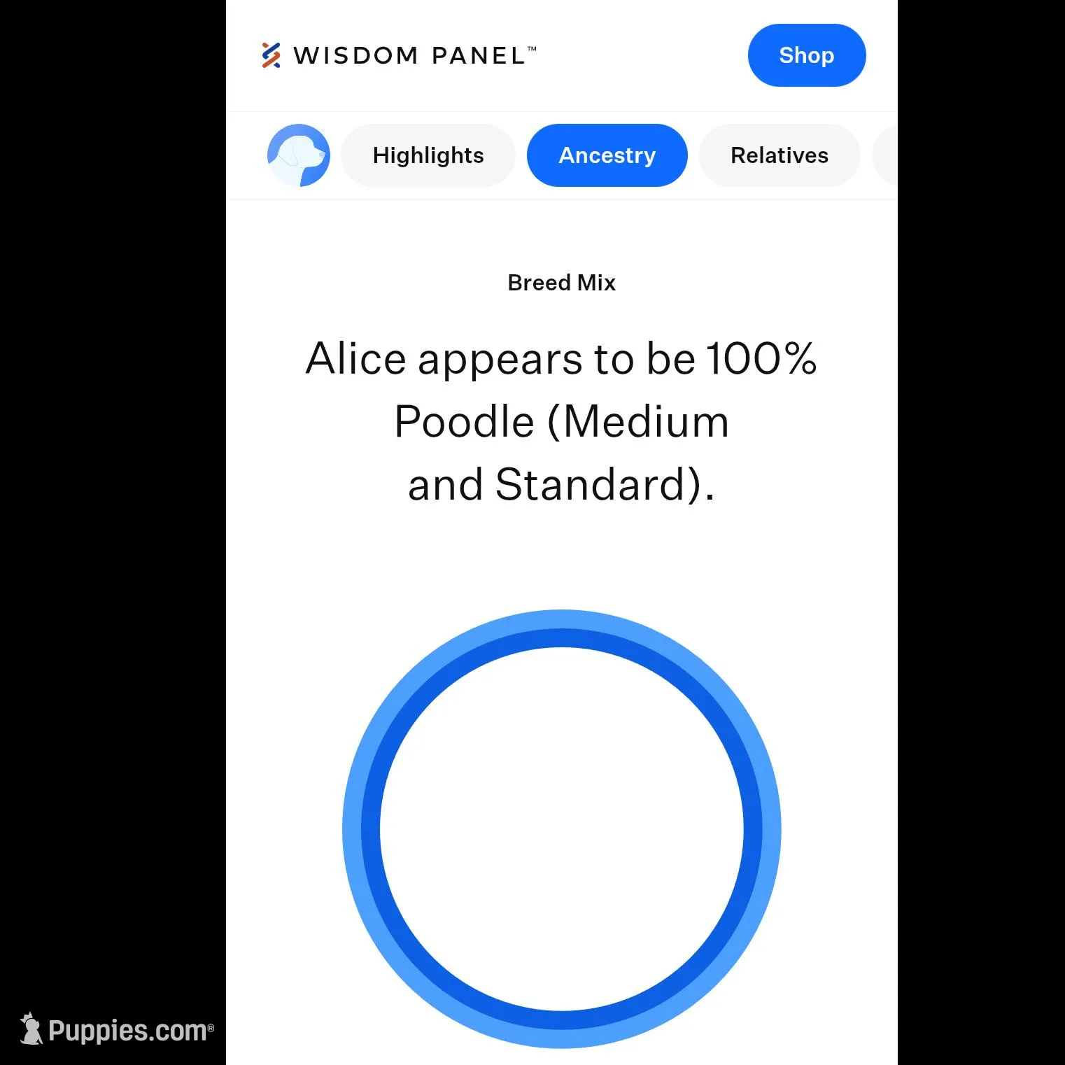 Male 3, a male Aussiedoodle for sale in Wilton, CA – Photo 3 of 7