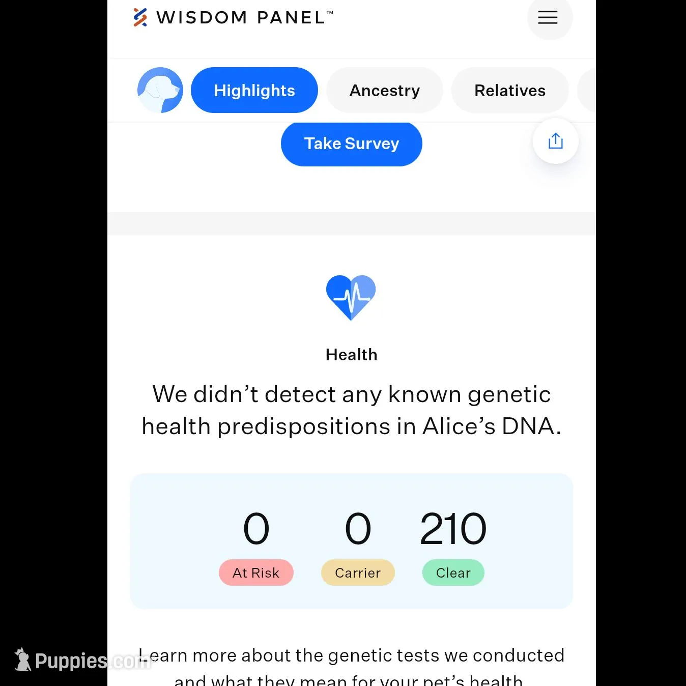 Male 3, a male Aussiedoodle for sale in Wilton, CA – Photo 4 of 7