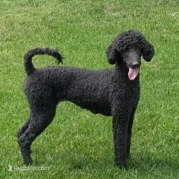 Male 3, a male Aussiedoodle for sale in Wilton, CA – Photo 2 of 7