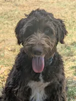 Dew, a female Aussiedoodle for sale in Wilton, CA – 2 of 10
