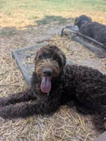 Dew, a female Aussiedoodle for sale in Wilton, CA – 7 of 10