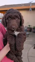 Star, a female Aussiedoodle for sale in Wilton, CA – Photo 1 of 8