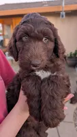 Star, a female Aussiedoodle for sale in Wilton, CA – Photo 3 of 8