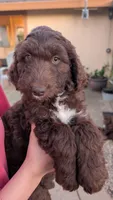 Star, a female Aussiedoodle for sale in Wilton, CA – Photo 6 of 8