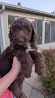 Star, a female Aussiedoodle for sale in Wilton, CA – Photo 8 of 8