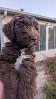 Star, a female Aussiedoodle for sale in Wilton, CA – Photo 5 of 8