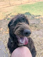 Dew, a female Aussiedoodle for sale in Wilton, CA – 5 of 10