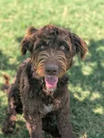 Dew, a female Aussiedoodle for sale in Wilton, CA – 10 of 10