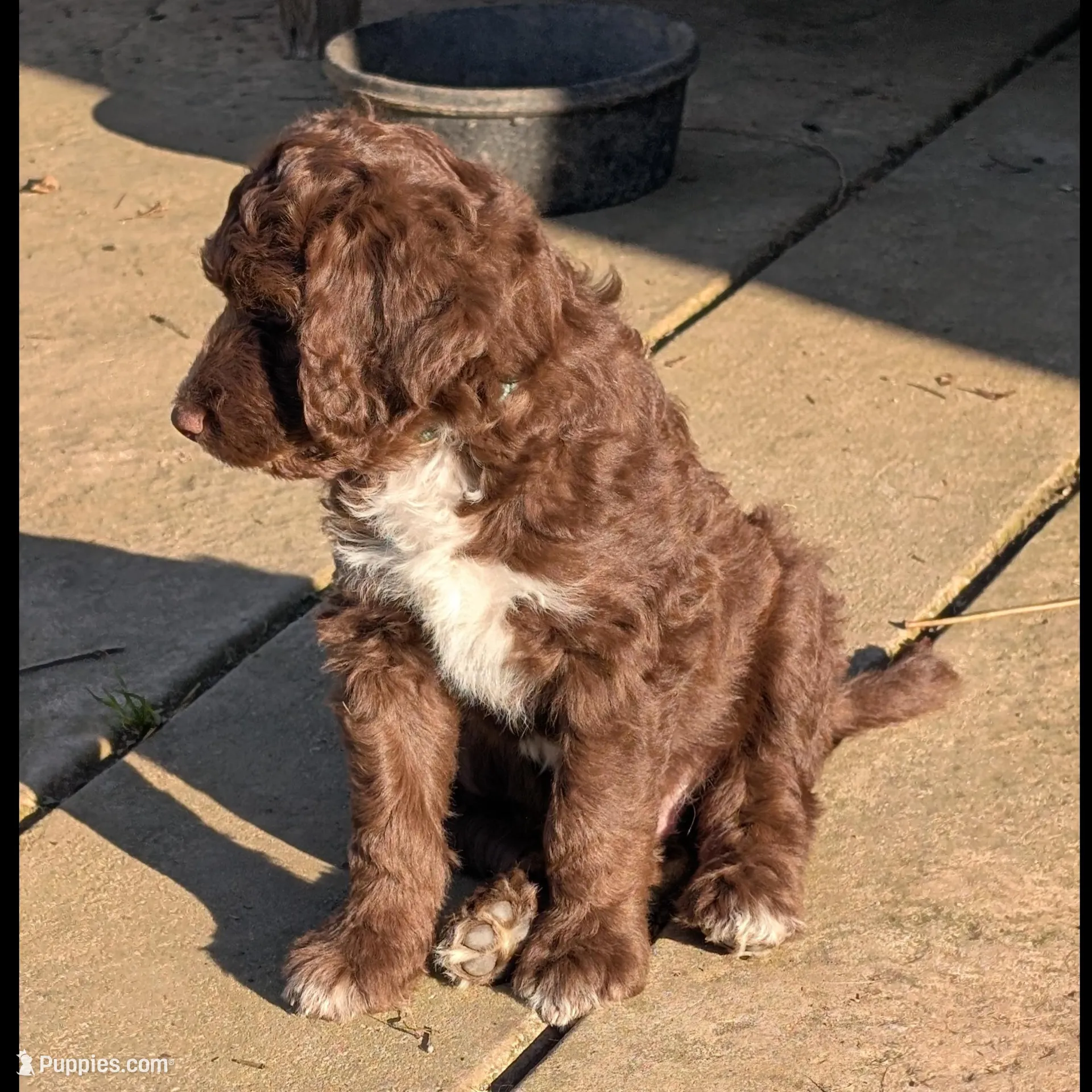 Manny, a male Aussiedoodle for sale in Wilton, CA – Photo 2 of 2
