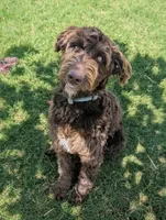 Curly, a female Aussiedoodle for sale in Wilton, CA – 2 of 3