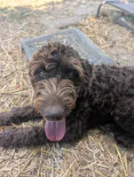 Dew, a female Aussiedoodle for sale in Wilton, CA – 4 of 10