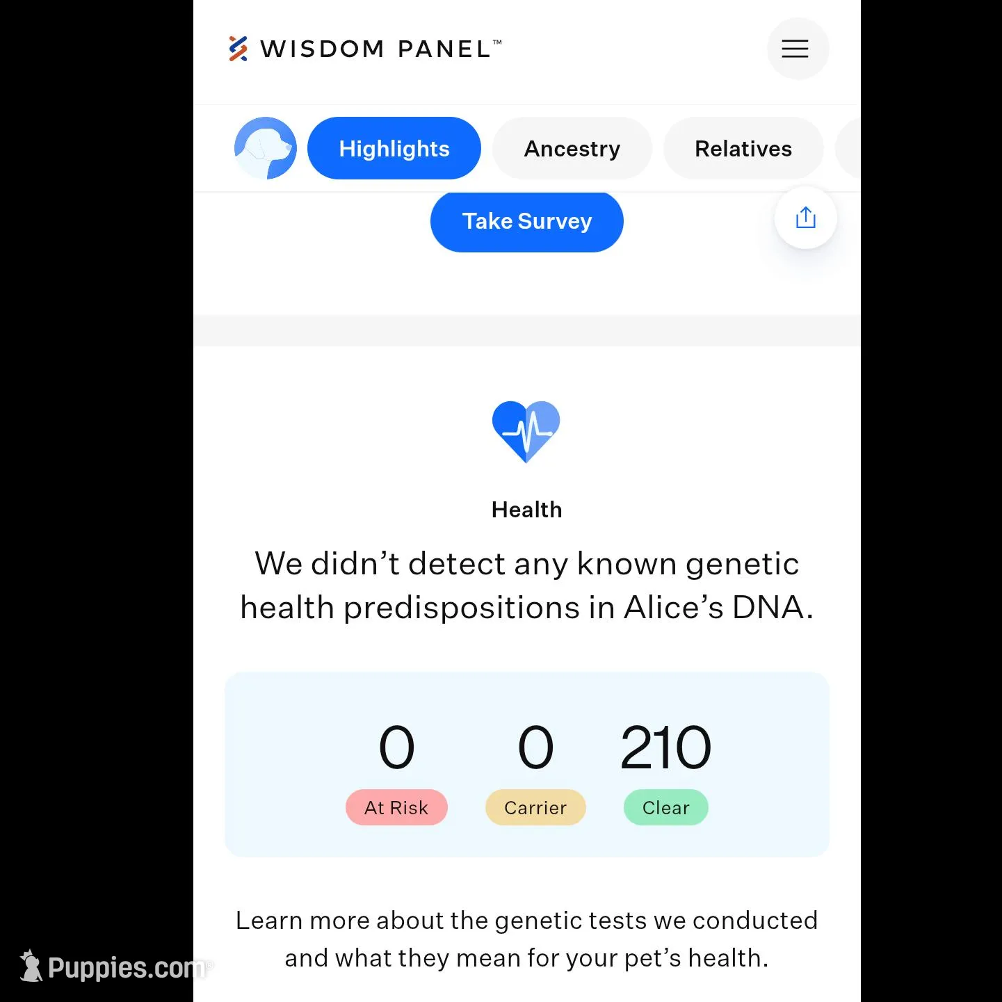 Male 4, a male Aussiedoodle for sale in Wilton, CA – Photo 4 of 7