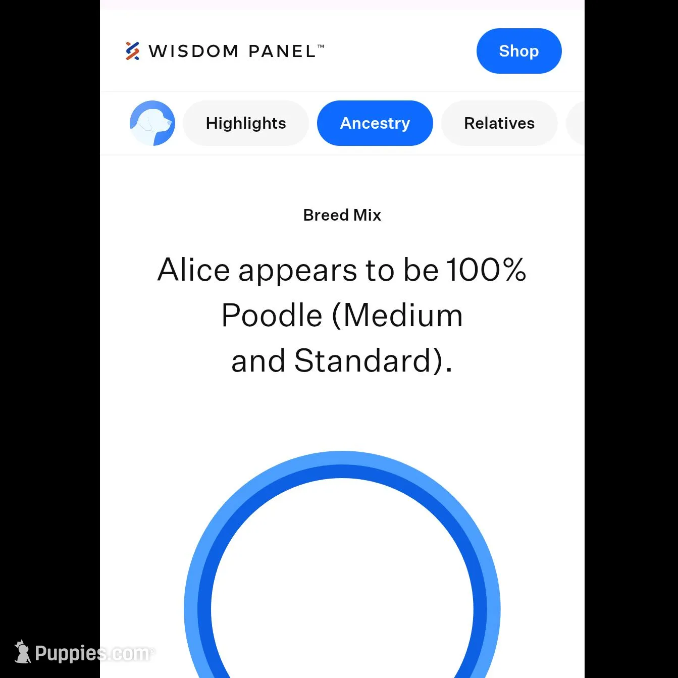 Male 4, a male Aussiedoodle for sale in Wilton, CA – Photo 3 of 7