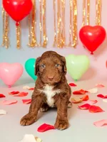 Male 4, a male Aussiedoodle for sale in Wilton, CA – Photo 1 of 7