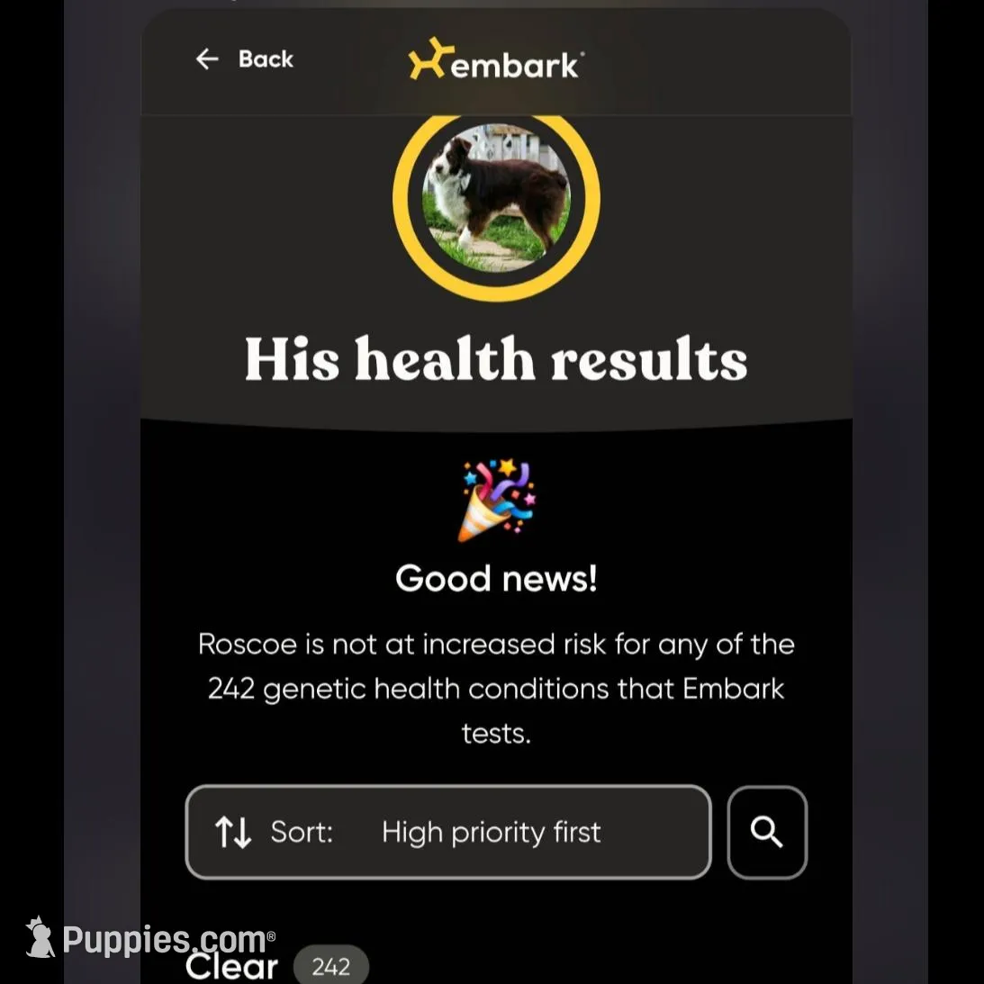 Male 4, a male Aussiedoodle for sale in Wilton, CA – Photo 7 of 7