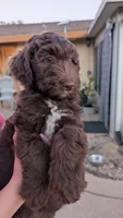 Star, a female Aussiedoodle for sale in Wilton, CA – Photo 4 of 8