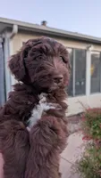 Star, a female Aussiedoodle for sale in Wilton, CA – Photo 7 of 8
