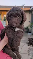 Star, a female Aussiedoodle for sale in Wilton, CA – Photo 5 of 8
