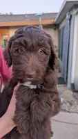 Star, a female Aussiedoodle for sale in Wilton, CA – Photo 2 of 8