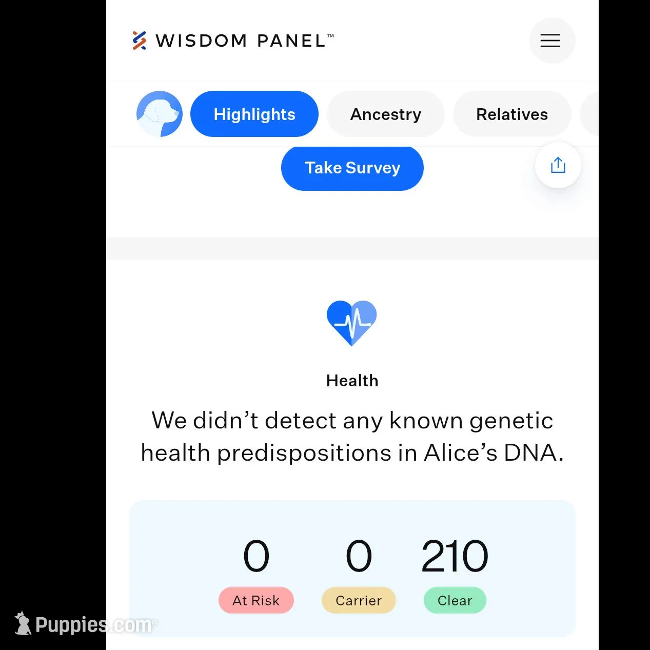 Female 4, a female Aussiedoodle for sale in Wilton, CA – Photo 3 of 7