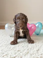 Female 4, a female Aussiedoodle for sale in Wilton, CA – Photo 1 of 7