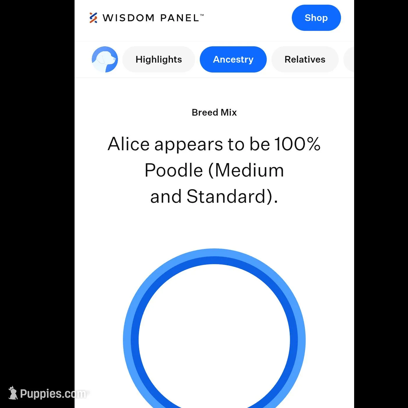 Female 4, a female Aussiedoodle for sale in Wilton, CA – Photo 4 of 7