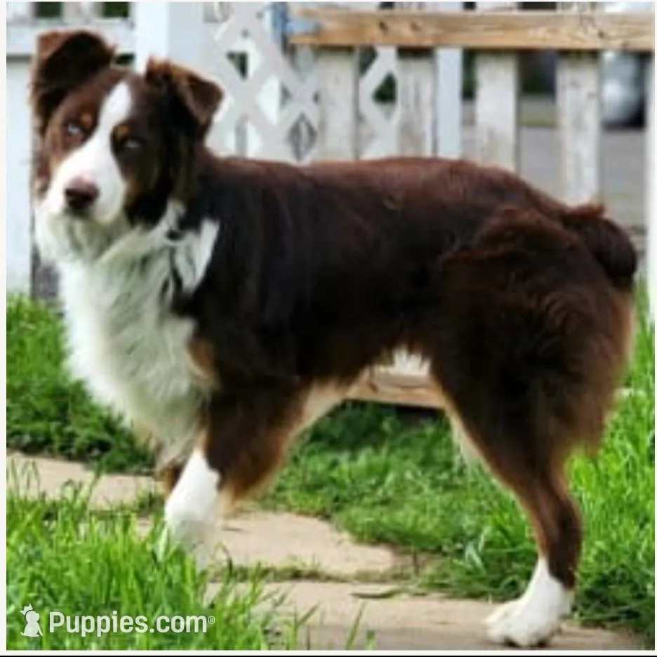 Female 4, a female Aussiedoodle for sale in Wilton, CA – Photo 5 of 7