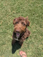Dew, a female Aussiedoodle for sale in Wilton, CA – 8 of 10