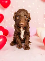 Female 2, a female Aussiedoodle for sale in Wilton, CA – Photo 1 of 7