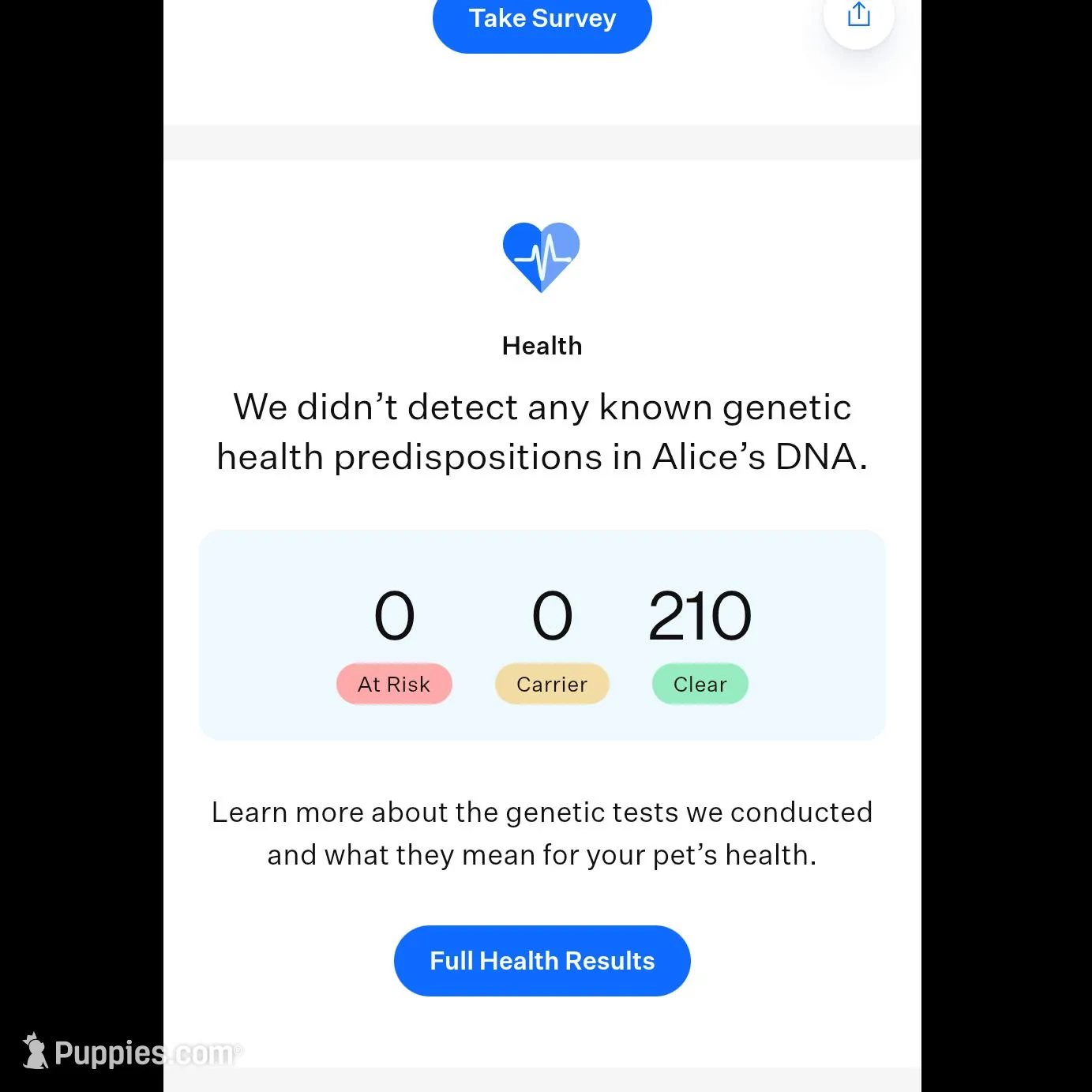 Female 2, a female Aussiedoodle for sale in Wilton, CA – Photo 4 of 7