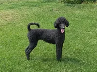 Female 2, a female Aussiedoodle for sale in Wilton, CA – Photo 2 of 7