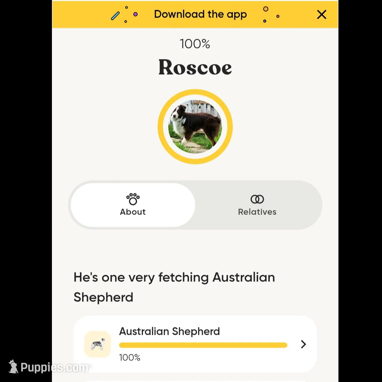 Female 2, a female Aussiedoodle for sale in Wilton, CA – Photo 6 of 7