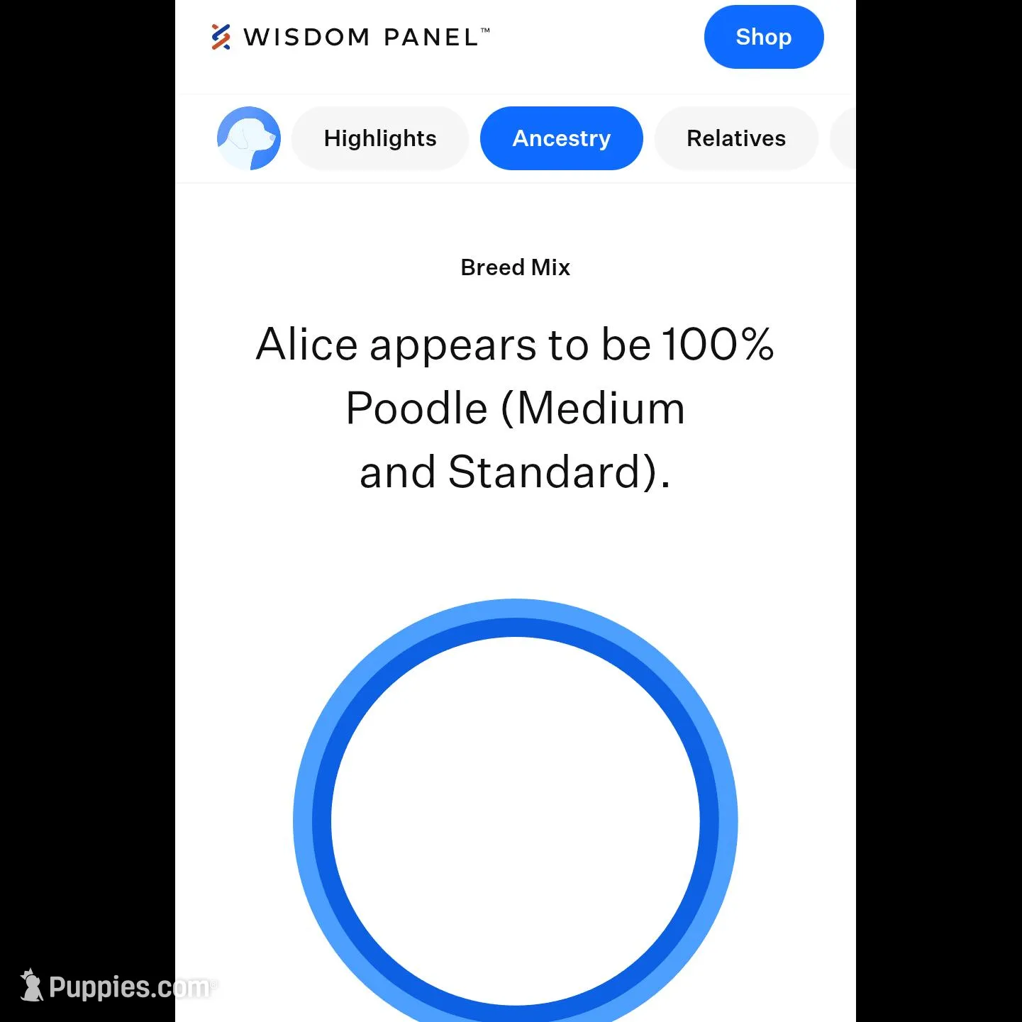 Female 2, a female Aussiedoodle for sale in Wilton, CA – Photo 3 of 7