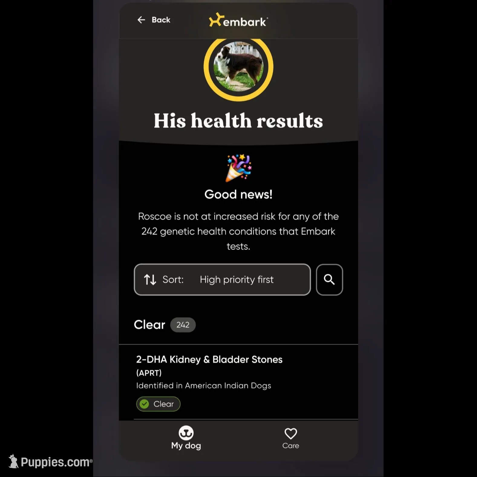 Female 2, a female Aussiedoodle for sale in Wilton, CA – Photo 7 of 7