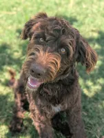 Dew, a female Aussiedoodle for sale in Wilton, CA – 1 of 10