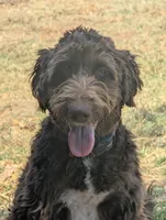 Dew, a female Aussiedoodle for sale in Wilton, CA – 6 of 10