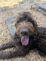 Dew, a female Aussiedoodle for sale in Wilton, CA – 9 of 10